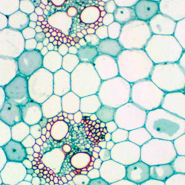 Microscoopset Bino Researcher