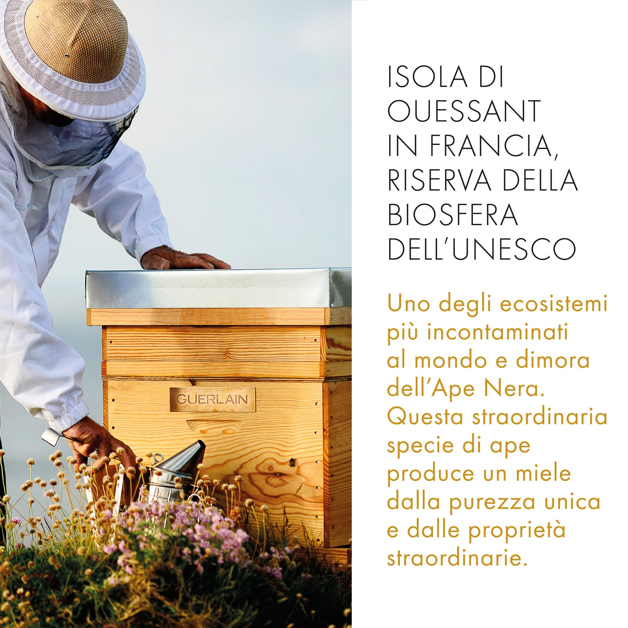 Abeille Royale Daily Repair Serum - Siero viso antirughe, Trattamento Riparatore