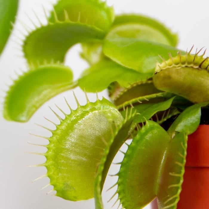 3x Dionaea Muscipula – Planta carnívora – Fácil de cuidar, 6 cm de diámetro – 5-10 cm de altura