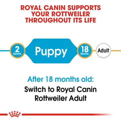 Chiot Rottweiler Royal Canin