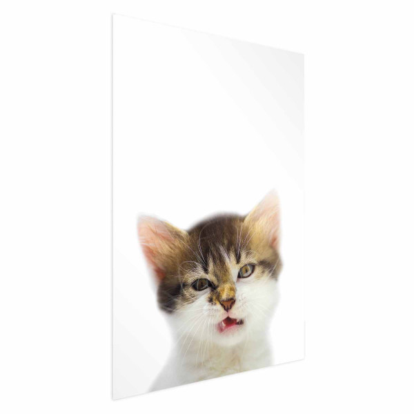 Plakat Zirytowany kot 21x30 cm