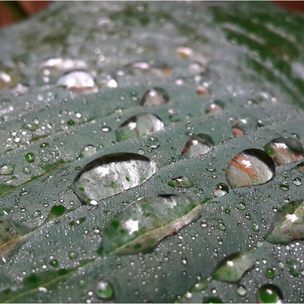 Σετ 3 τεμαχίων Hosta „Schattenzauber“