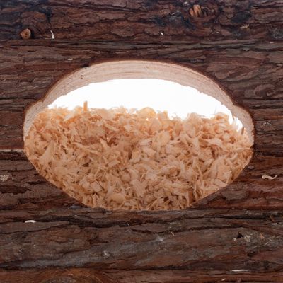 Burrow & Play Tower Diggy