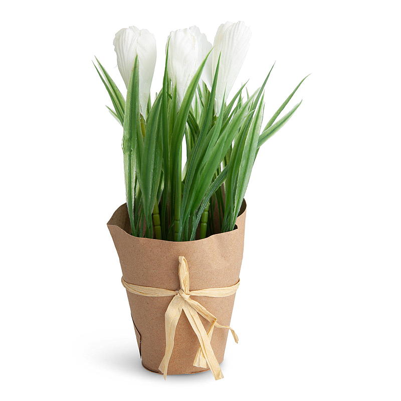 Blomsterkrokus 23 cm hvid
