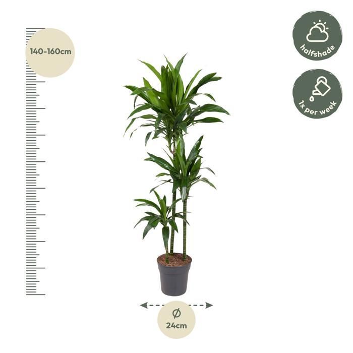 Dracaena Janet Craig en pot Ø24cm. Plante verte type Dracaena Janet Craig, livrée en pot, idéale pour intérieur lumineux.