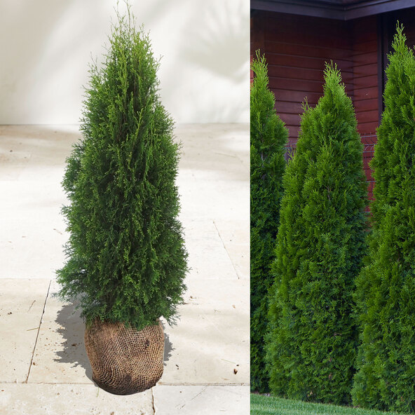 Gard viu Thuja Emerald, 20 buc.