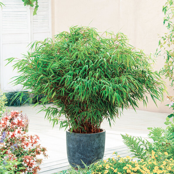 Deštník z bambusu
