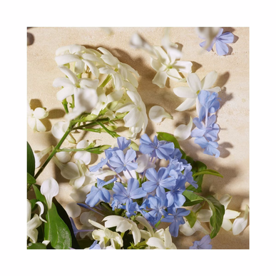 Dolce & Gabbana Dolce & Gabbana Blue Jasmine EDP tuoksu 75 ml 75 ml