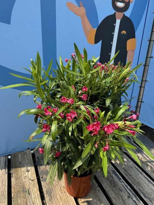 Árvore-de-leandro vermelha ensolarada - Nerium Oleander 80-100 cm - Árvore perene