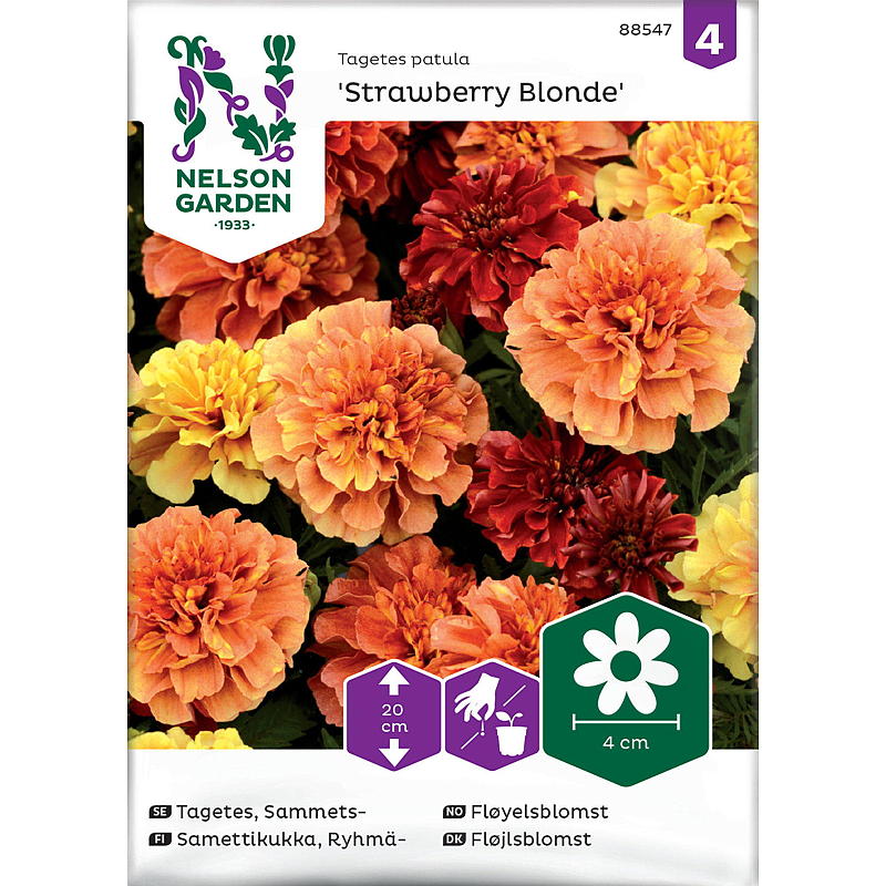 Nelson Gartensamen Samtblume Erdbeerblond