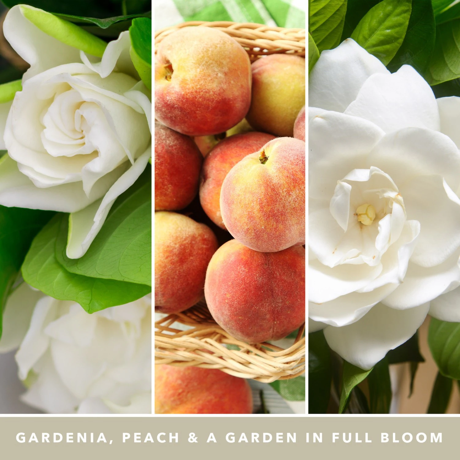 YANKEE CANDLE Grande Jarre Gardenia Blanc