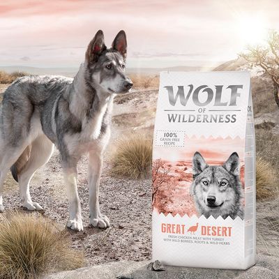 Λύκος της Ερημιάς Ενήλικας 