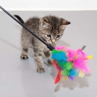 Hračka pro kočky s peřím