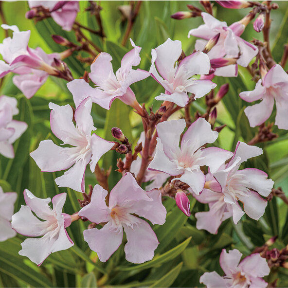 Τρίο Oleander Busch