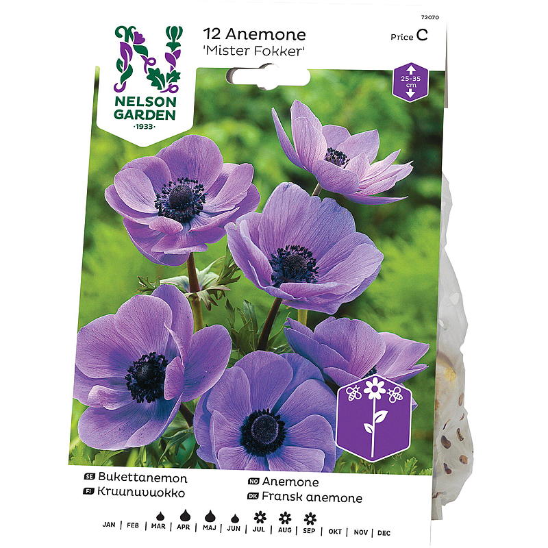Nelson-Gartenanemone, einfach, gemischte Farben