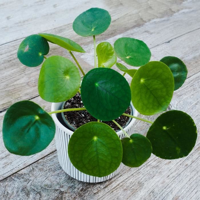 Pilea Peperomioides, planta de dinero china de interior para el hogar o la oficina.
