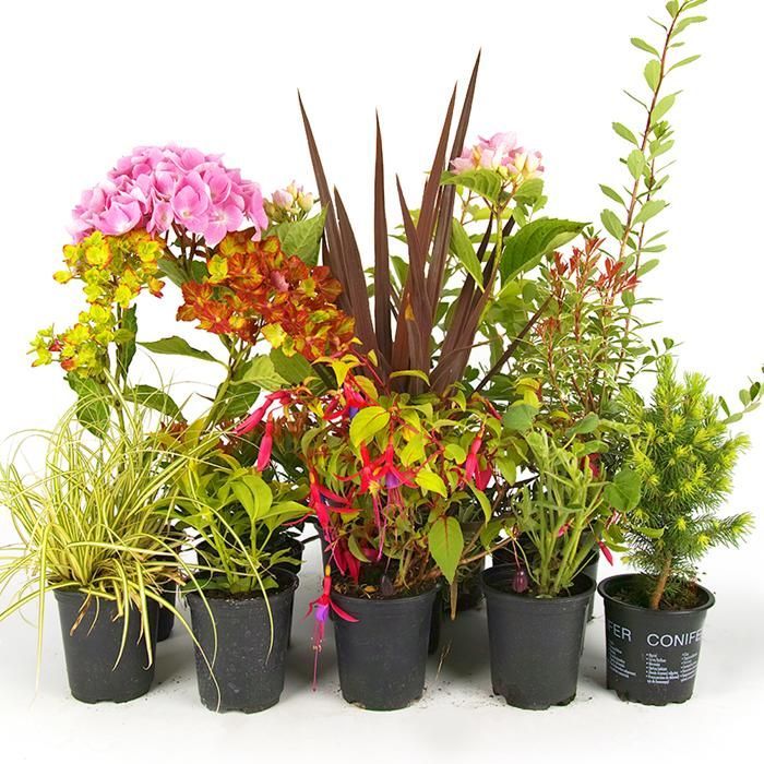 Mélange 5 plantes de jardin - Plantes de haute qualité certifiée