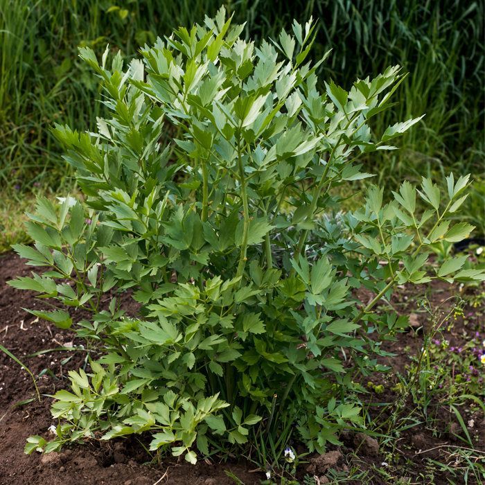 Set di 3 - Levisticum Officinale - Levistico - Maggiplant - Altezza 10-20 cm - Vaso 9x9 cm