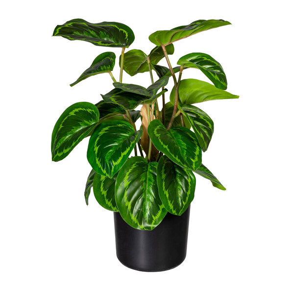 Maranta artificială cu pământ într-un ghiveci de plastic, 45 cm