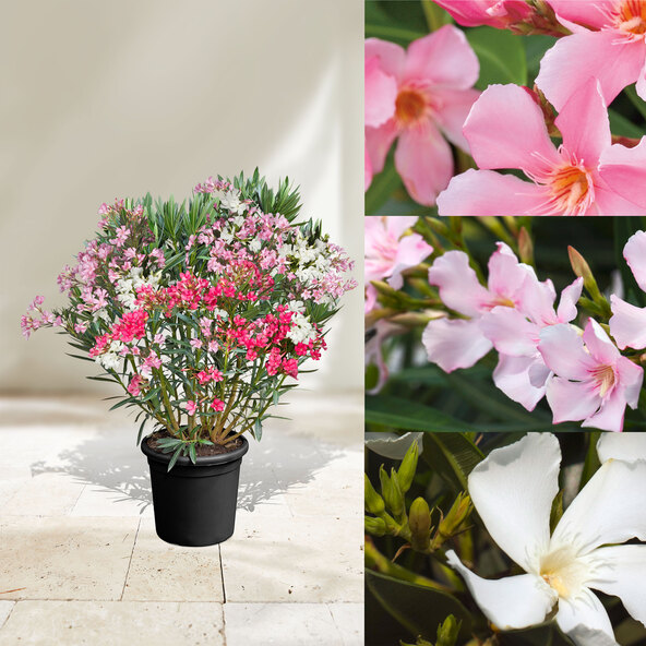 Τρίο Oleander Busch