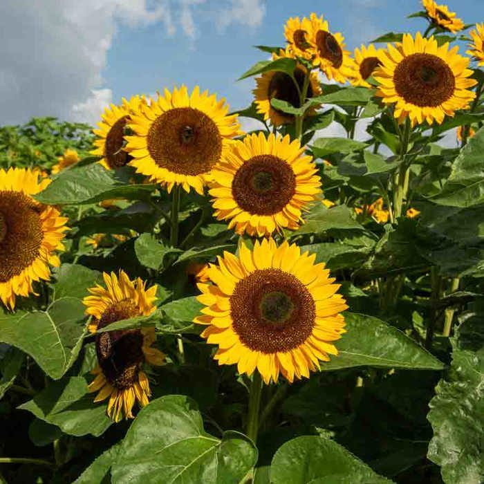 Semi - Vilmorin - Girasole gigante da fiore