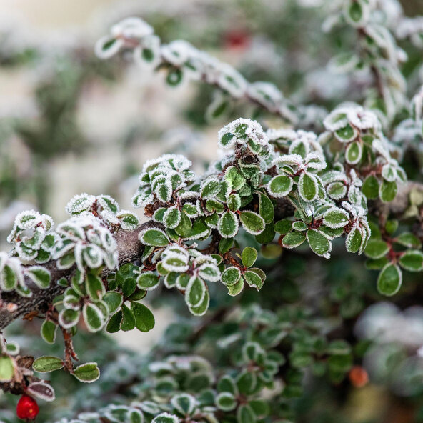 Τηγανητές πατάτες Cotoneaster Evergreen, σετ 9 τεμαχίων