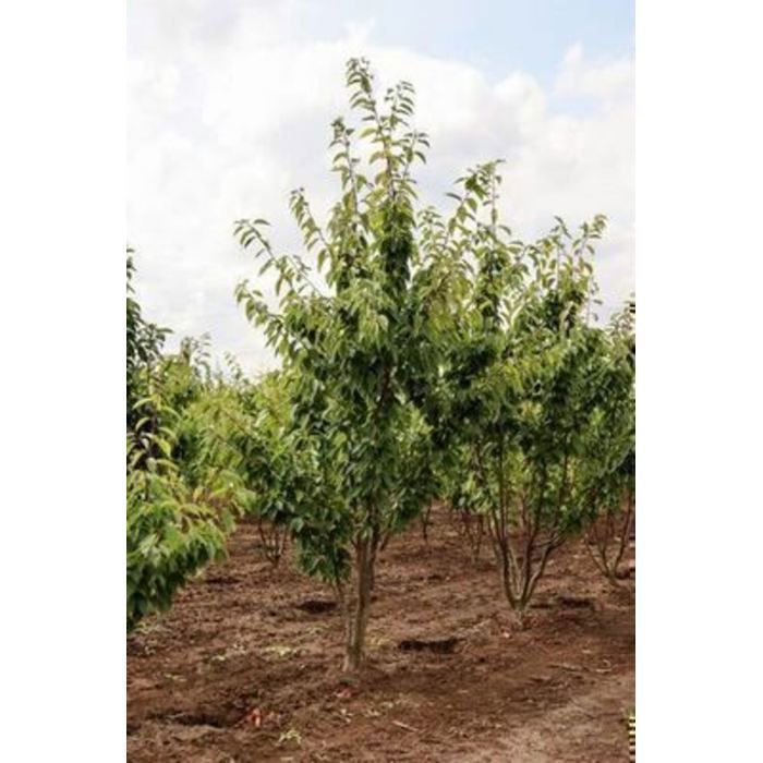 Prunus serr. 'Kanzan' - Cerisier Du Japon , Cérisier À Fleurs Japonnais 60- 80 cm en pot