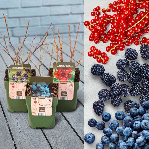 Beeren-Mix Vitaminkracher, set de 3 piese