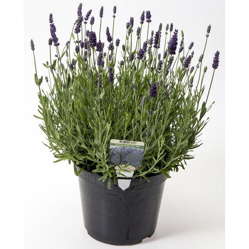 Lavanda P17 Lavandula angustifolia