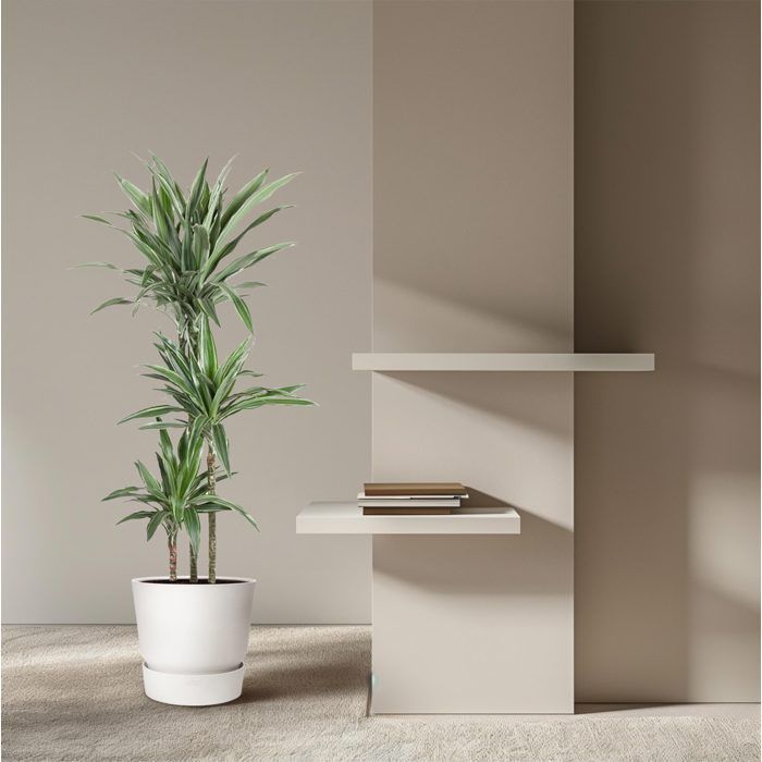 Dracaena Warneckei in a 27cm diameter pot. Green plant, Dracaena Warneckei type, delivered in a pot, ideal for bright indoors.