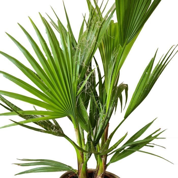 2x Washingtonia Robusta - Palmier Mexicain - Palmier Extérieur - Persistant – D21 cm - H80-100 cm