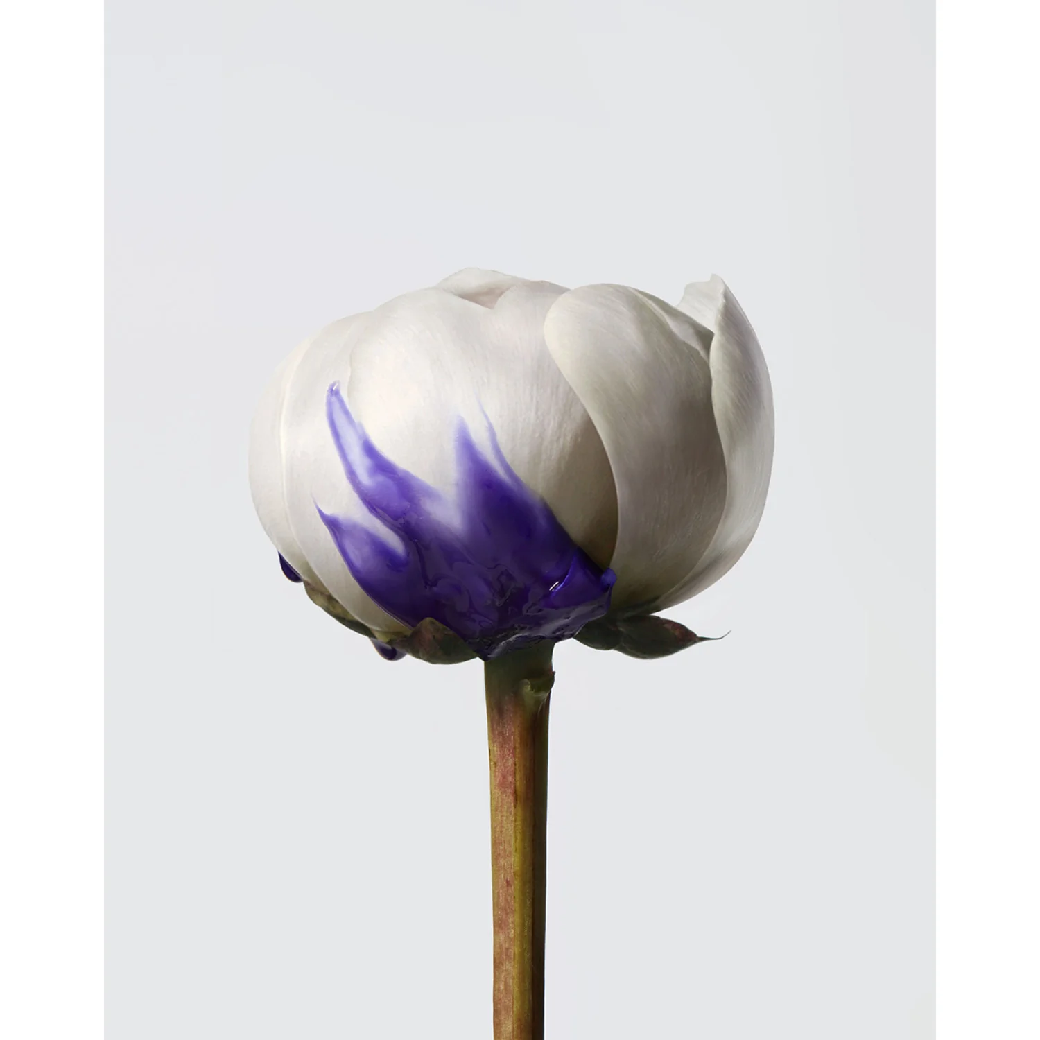 Yubi Blonde Anti-Brass Thermo Protection Purple Serum - Siero Capelli