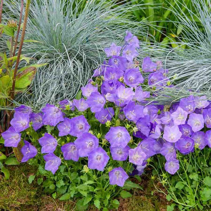 VILMORIN Campanule des Carpathes bleue
