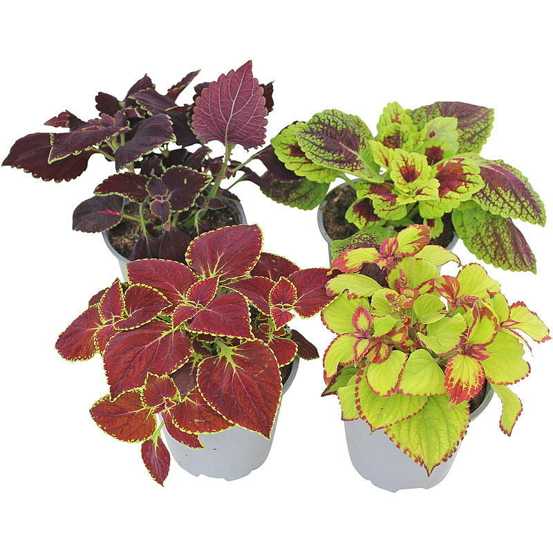 Loisto P12 Coleus