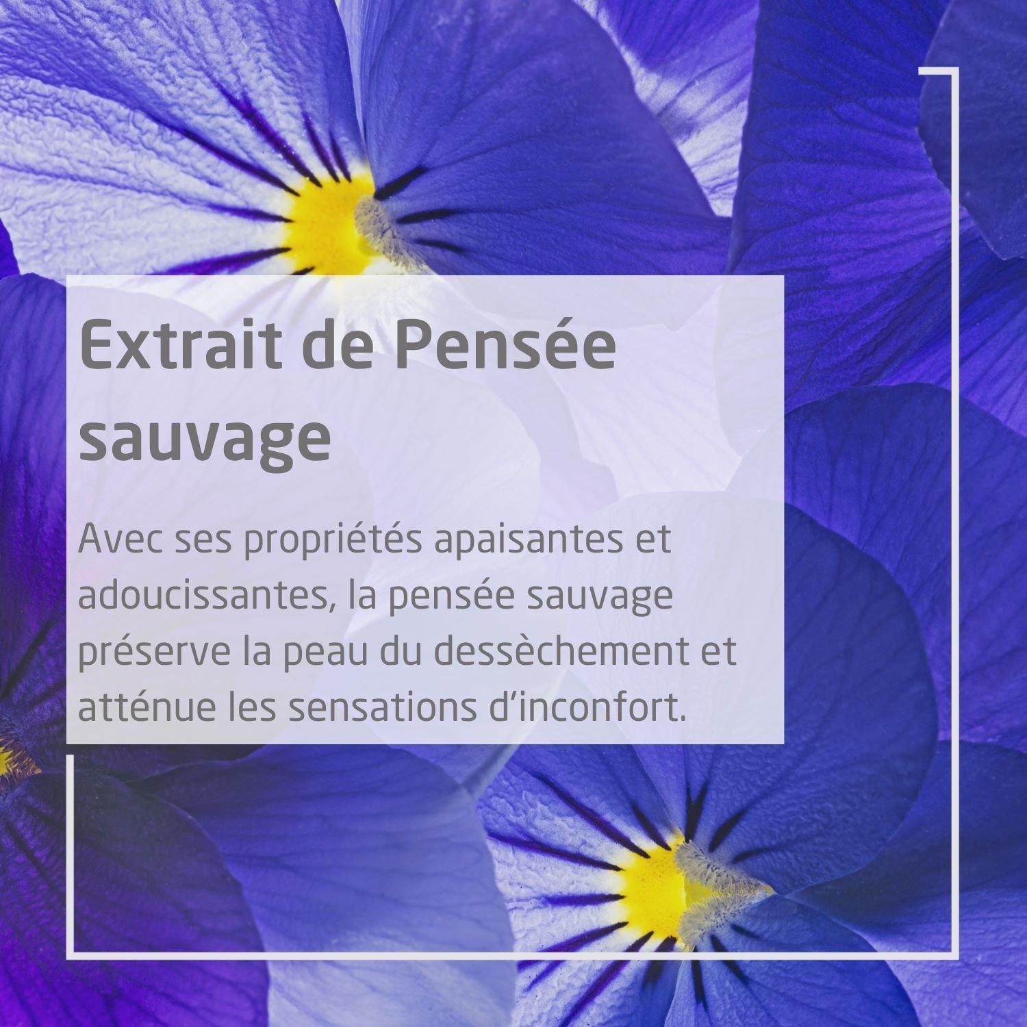 Weleda Skin Food Crème de Nuit nourrissante
