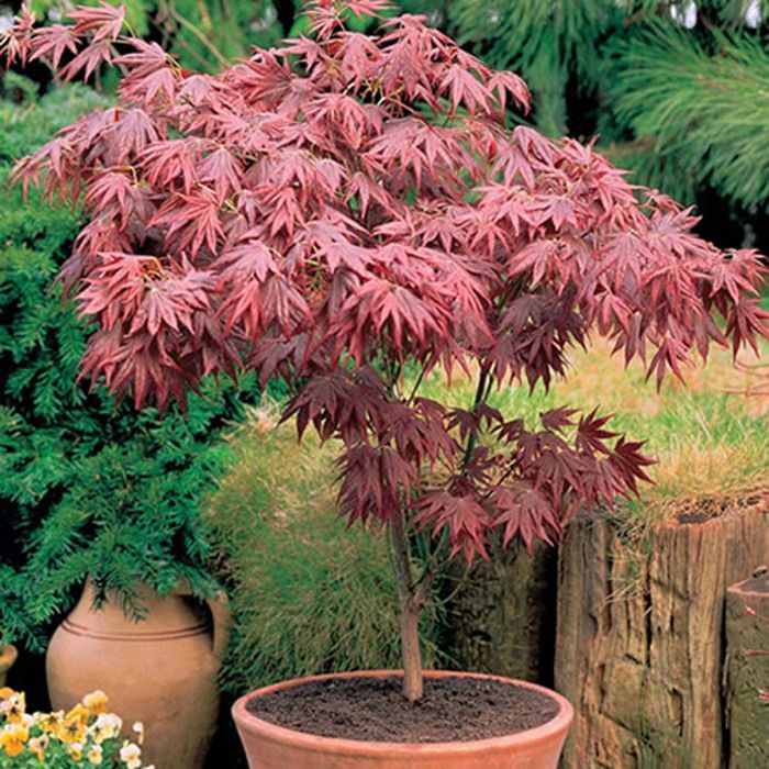 1 x Arce japonés púrpura (Acer 'Atropurpureum') - Arbusto de jardín en maceta