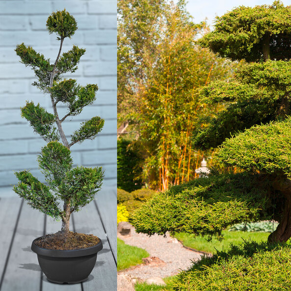 Leyland ciprus bonsai