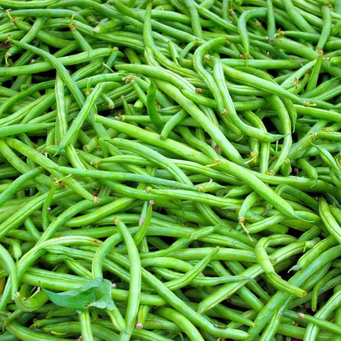 Semillas de frijol enano Argus - Vimorin