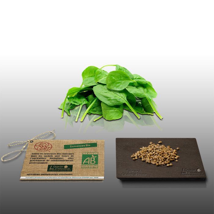 250 Graines Bio - Epinard Géant d'hiver - Certifié AB