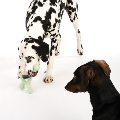 Hračka pro psy Nomad Tales Bloom Molecule