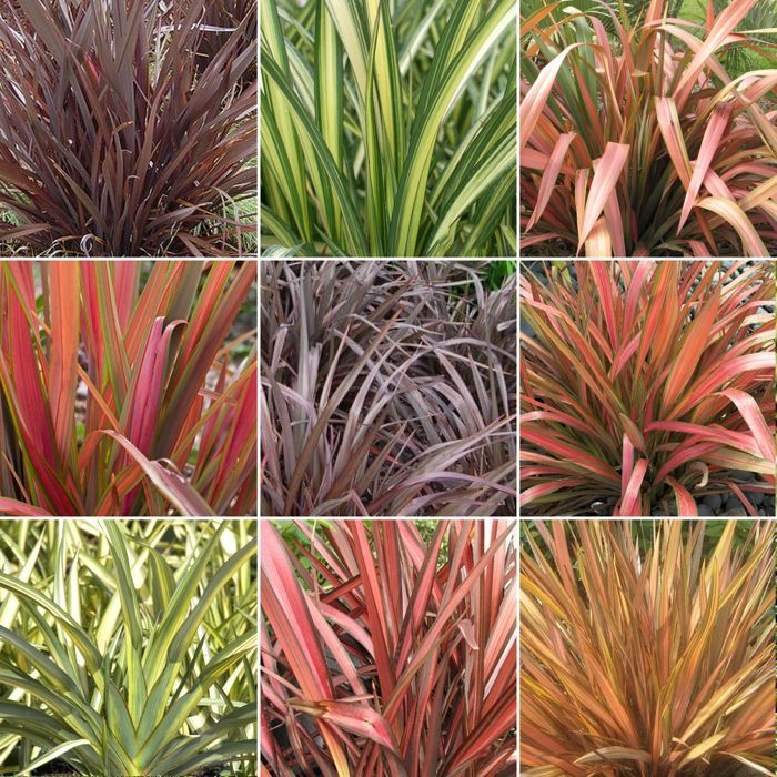 Mélange de 3 plants de Phormium - Plantes certifiées de haute qualité en pot