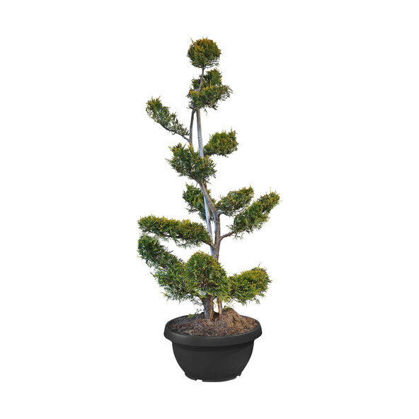 Bonsai de chiparos Leyland