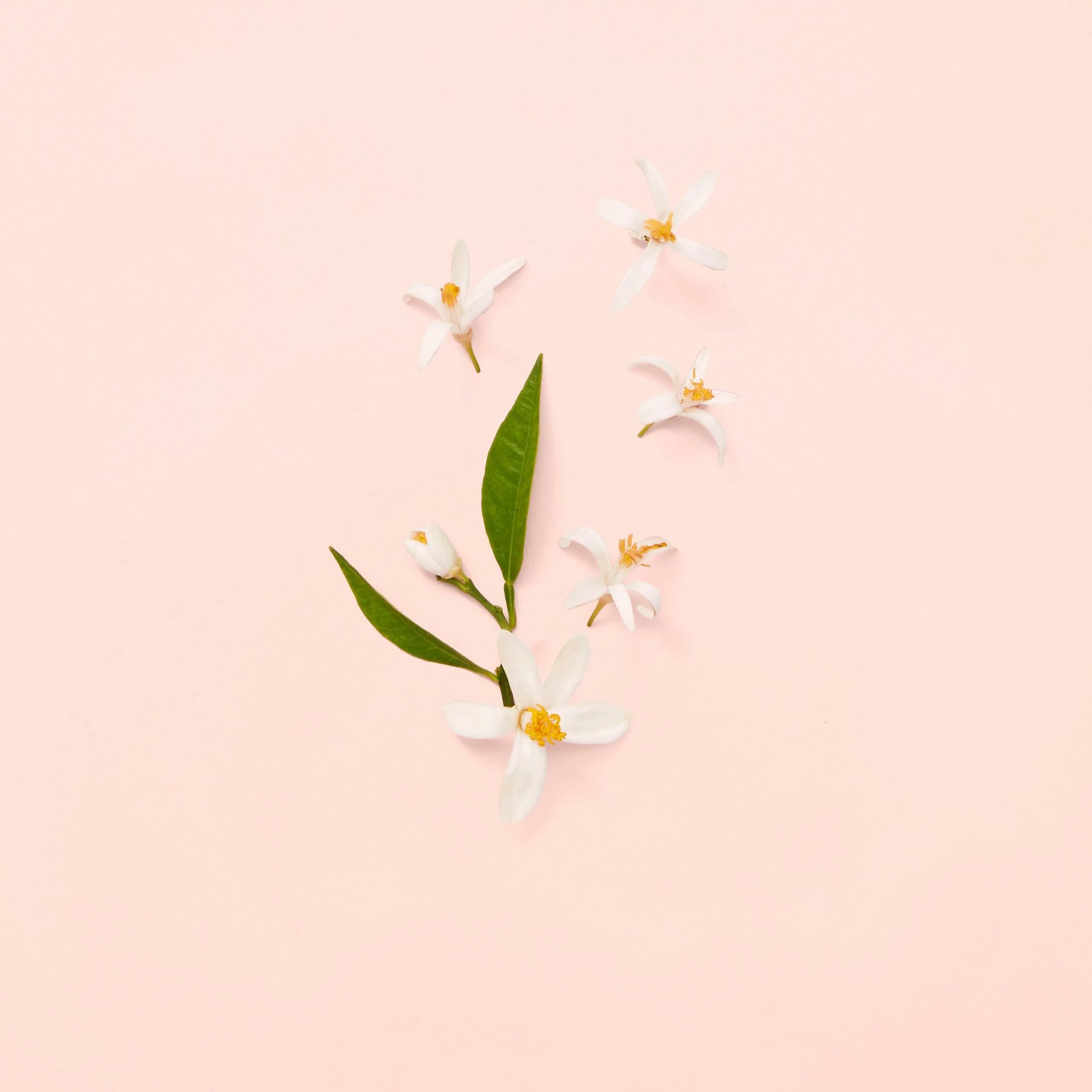 Gucci Bloom EdT 50 ml - Gucci