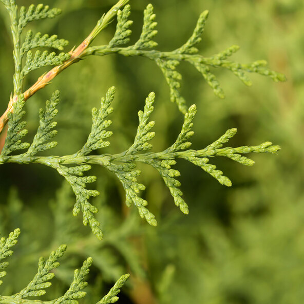 Thuja Brabant, συσκευασία 20 τεμαχίων + λίπασμα