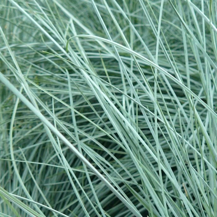 Festuca azul (Festuca glauca 'Intense Blue'). Hierba/arbusto perenne para jardín, cultivado en maceta.