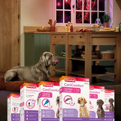 Diffusore calmante Beaphar CaniComfort® per cani