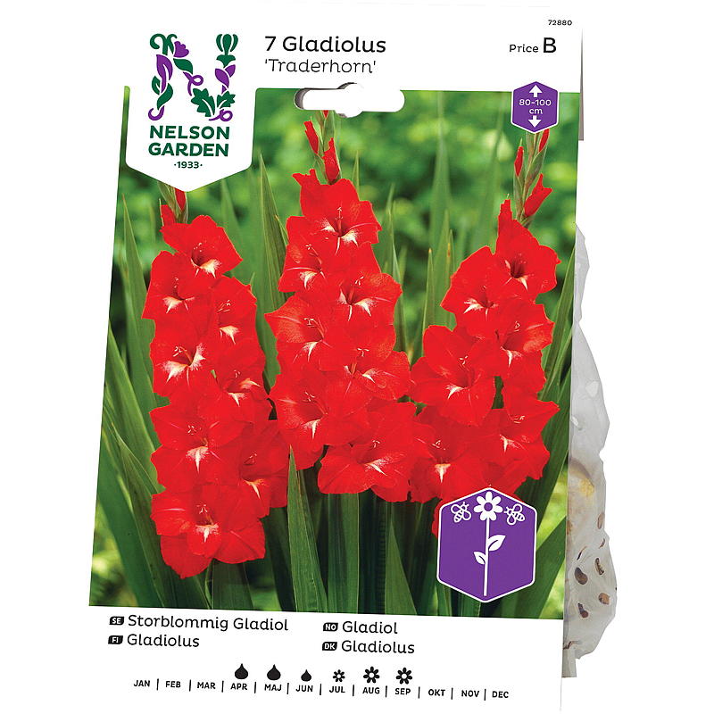 Nelson trädgård Gladiolus Storblommig Traderhorn, röd