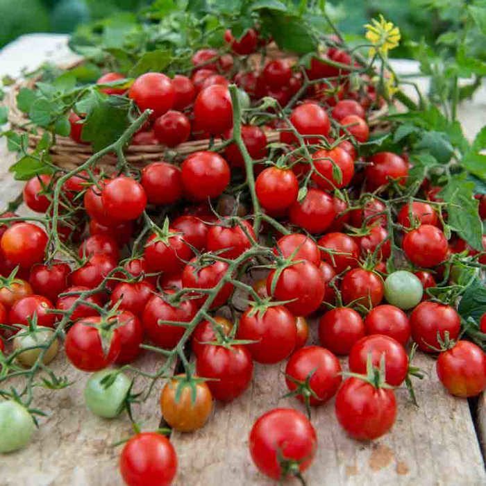 Semillas - Vilmorin - Tomate cherry