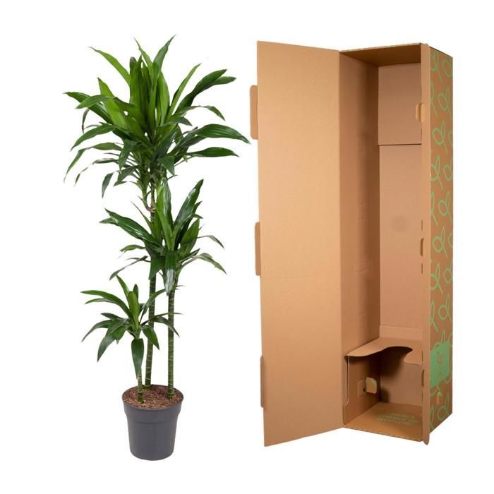 Dracaena Janet Craig in a 24cm diameter pot. Green plant, Dracaena Janet Craig type, delivered in a pot, ideal for bright indoors.