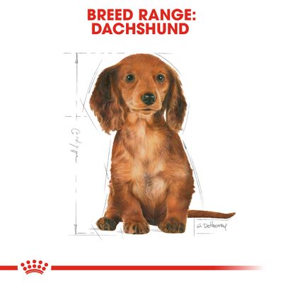 Royal Canin Štěně jezevčíka
